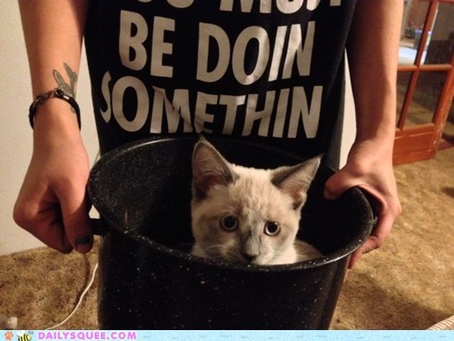 Reader Squee: Princess Me-Mow