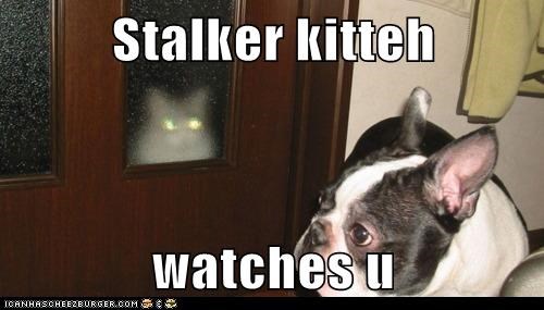 Stalker kitteh  watches u