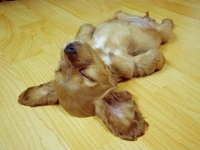 Cyoot Puppy ob teh Day: Upside Down Cyootness