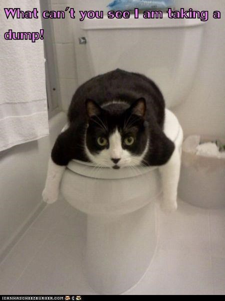 the cat is using The BR...