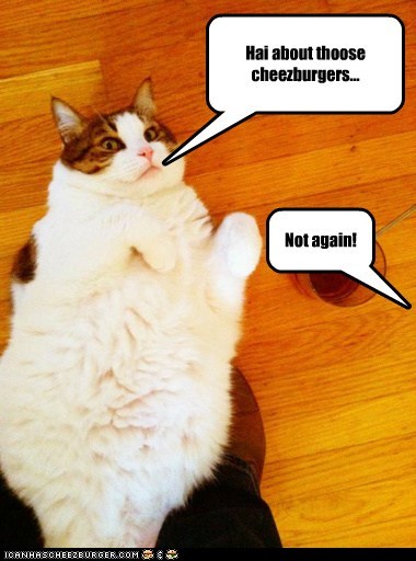 Hai about thoose cheezburgers...