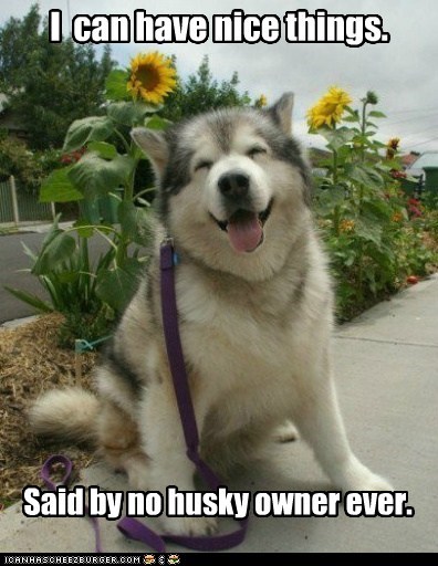 Poor Husky Owners...