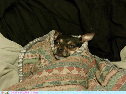 Reader Squee: Smug Snug Life