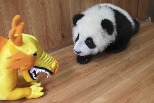 The Panda Cub and The Luck Dragon 