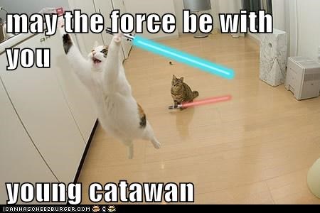 may the force be with you  young catawan