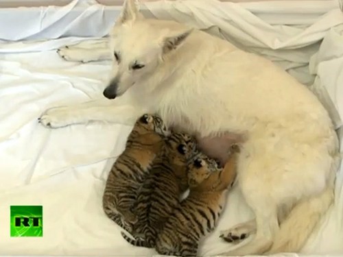 Around the Interwebs: Shepherd Dog Becomes Mom to Three Tiger Cubs