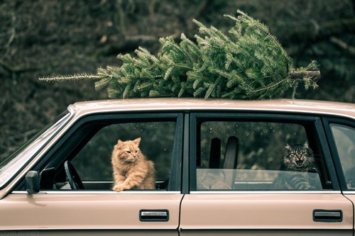 The 25 Days of Catmas: We Found the Perfect Tree!