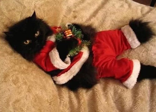 The 25 Days of Catmas: Merry Christmas!  My Gifts to You are Coal and Skin Lacerations!
