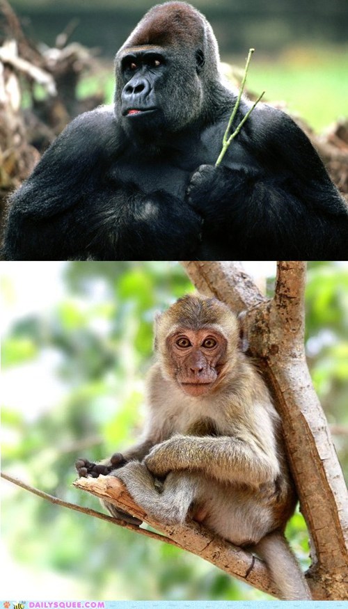 Squee Spree: Gorilla vs. Macaque 