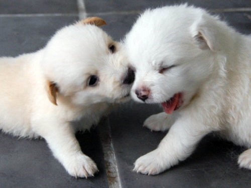 Cyoot Puppy ob teh Day: Love Bites 