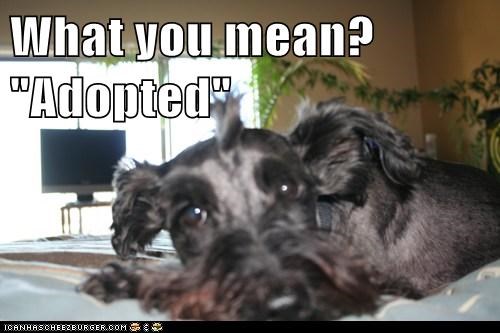 What you mean? "Adopted"