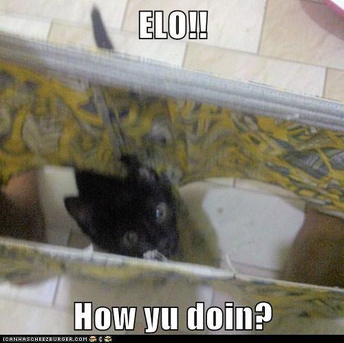 ELO!!  How yu doin?