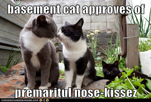 basement cat approves of  premaritul nose-kissez