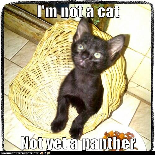 I'm not a cat  Not yet a panther