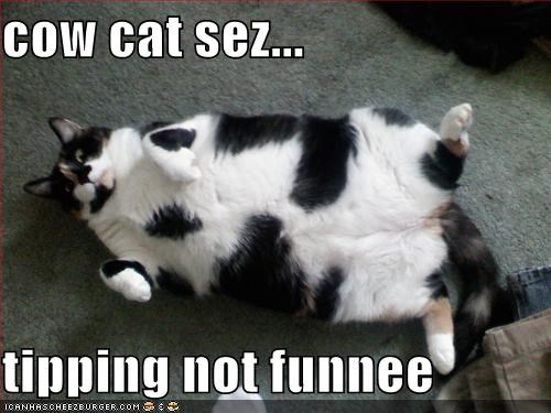 cow cat sez...  tipping not funnee