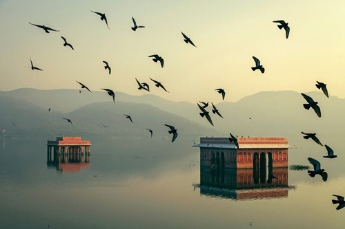 Birds Flocking in Jai Pur