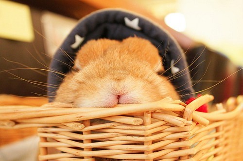 Bunday: Basket Bunny 