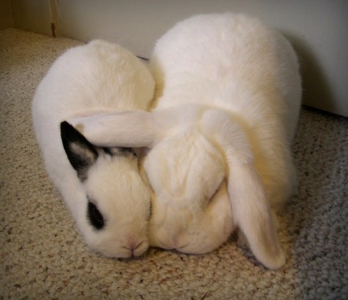 Bunday: Snug 