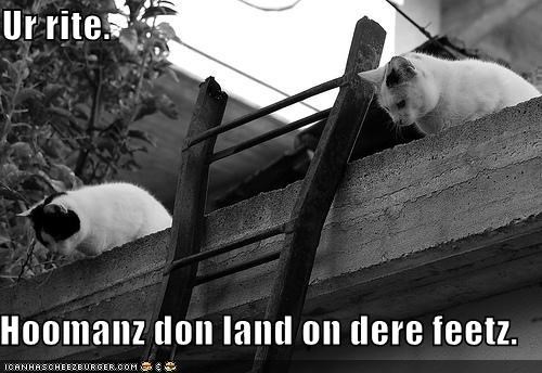 Ur rite.    Hoomanz don land on dere feetz.