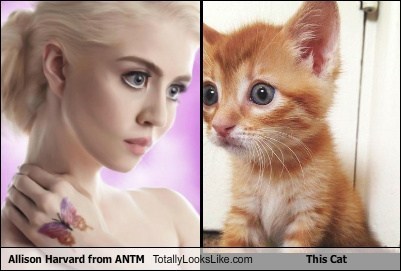 Allison Harvard from ANTM Totally Looks Like This Cat