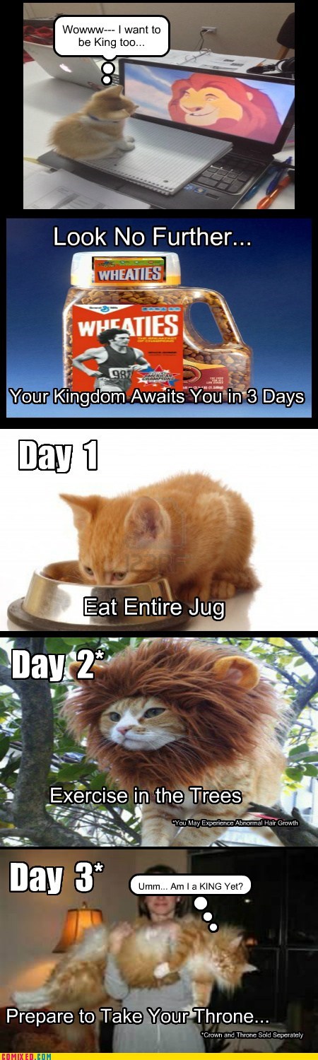 King Kitty Kat