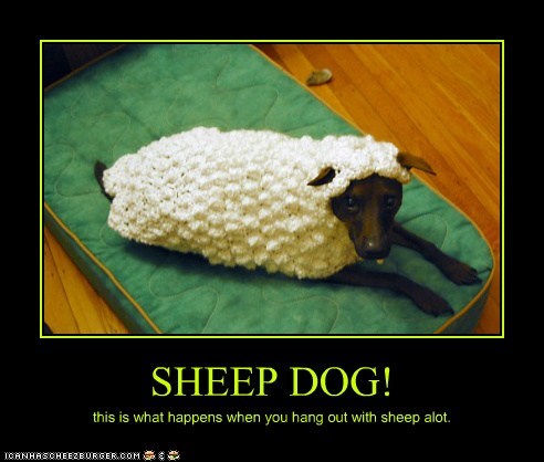 SHEEP DOG!