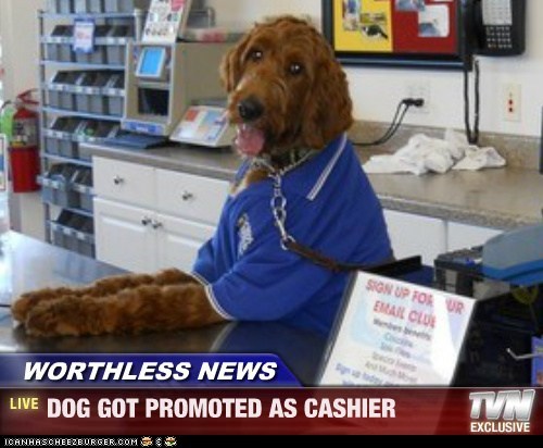 WORTHLESS NEWS - DOG GOT PROMOTED AS CASHIER