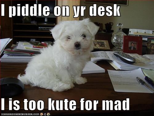 I piddle on yr desk  I is too kute for mad
