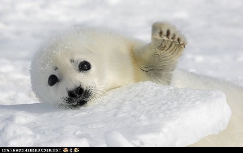 Seal says "Hi"