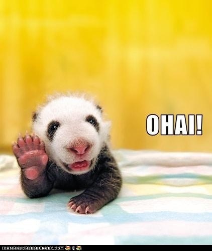 O Hai Panda!