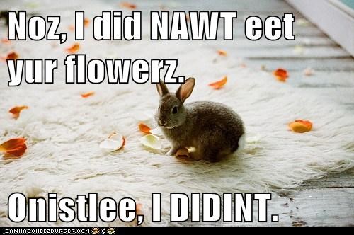 It's Because I'm a Bunny, Isn't It?