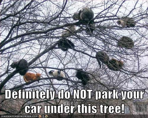 Definitely do NOT park your car under this tree!