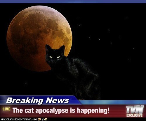Breaking News - The cat apocalypse is happening!