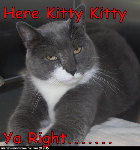 Here Kitty Kitty  Ya Right.......