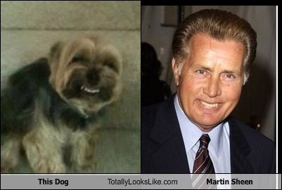 This Dog Totally Looks Like Martin Sheen