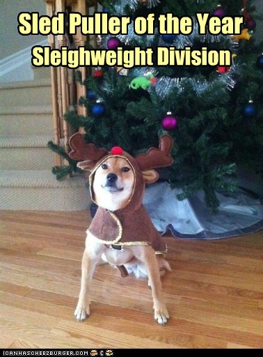 Ruffdolf the Reindog