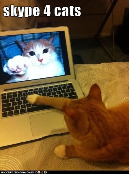 skype 4 cats