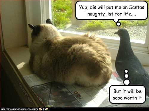Dunt Luk Nao, Kitteh... Dunt Luk Nao