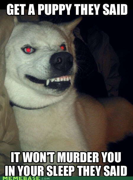 Dogs are Friendly, They Said