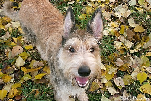 Goggie ob teh Week: Berger Picard Victory! 