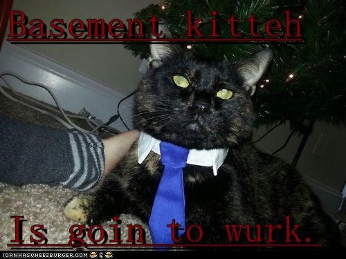 Basement kitteh  Is goin to wurk.