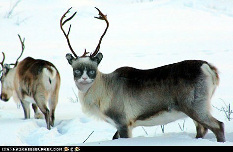 The Most Grumpy Reindeer of All