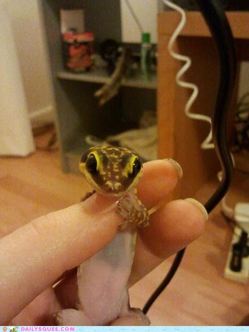 Reader Squee: Jethro 