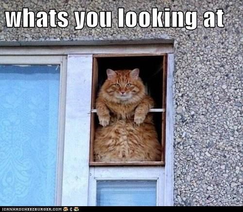 whats you looking at