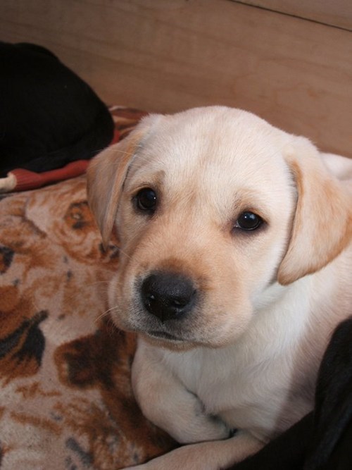 Cyoot Puppy ob teh Day: Lil Labrador 
