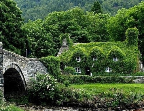 A Home For the Ivy Too