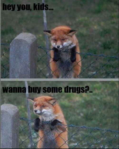 Fox Always Has the Good Stuff