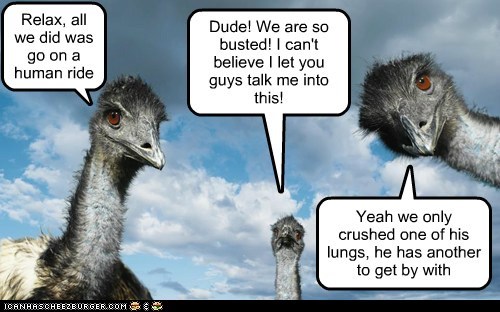 Ostrich Rides