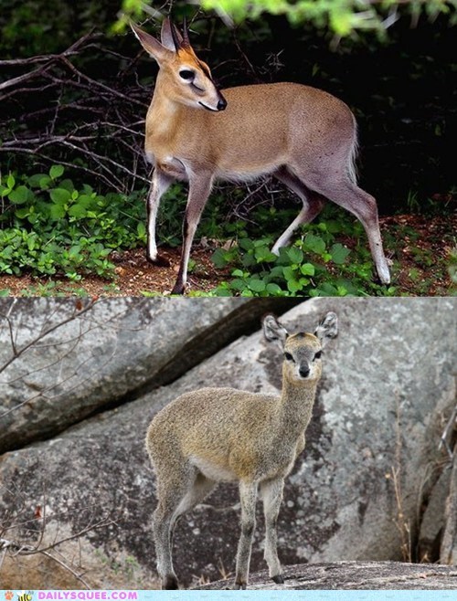 Squee Spree: Duiker vs. Klipspringer 