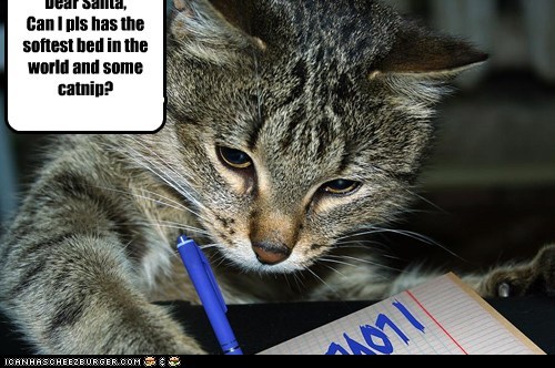 Dear Santa, Can I pls has the softest bed in the world and some catnip?